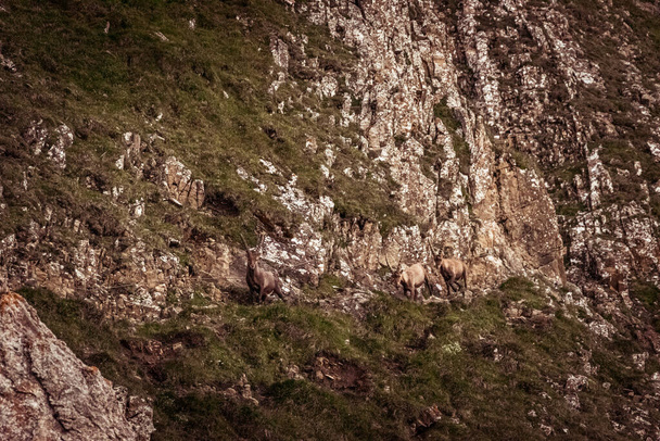 Ibex στην άγρια φύση στην περιοχή Alpstein στο Appenzell - Φωτογραφία, εικόνα