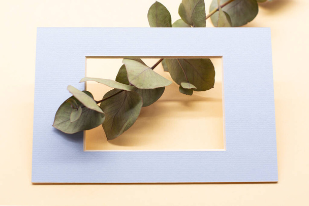 a green branch of eucalyptus in a frame on a pastel background. Eucalyptus branch for creating bouquets - Photo, Image