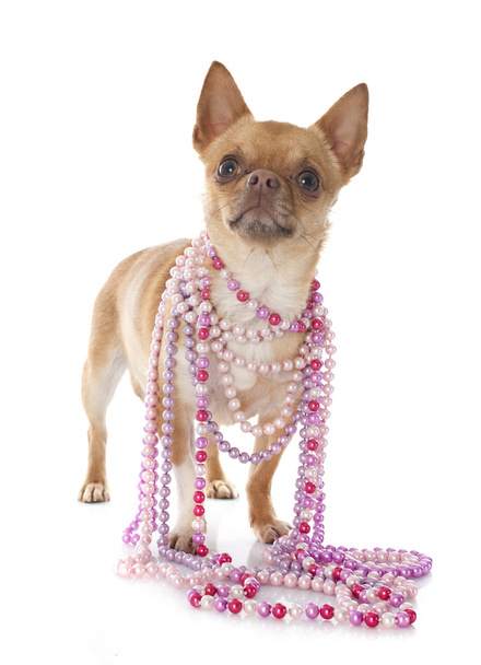 Chihuahua und Halsbänder - Foto, Bild