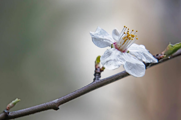  Frühlingsblumen und Knospen auf Ästen im Winter. - Vektor, Bild