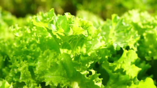 Verse saladeverlof op de biologische boerderij, selectieve focus, Jonge felgroene sla salade teelt. - Video