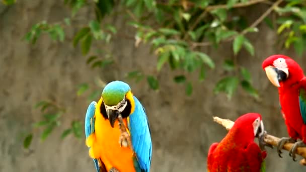 Птицы ара в Таиланде - Кадры, видео