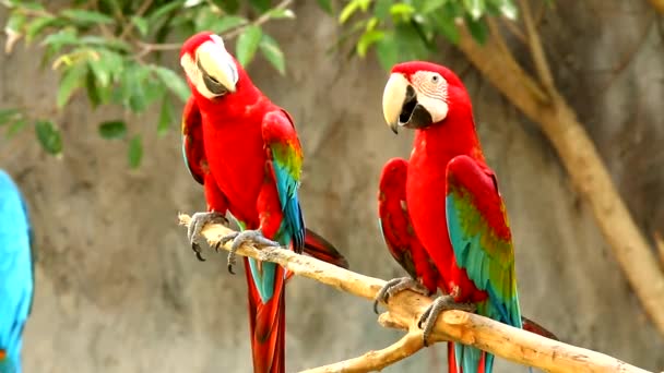 Macaw birds in chiangmai Thailand - Footage, Video