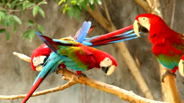 Macaw birds in chiangmai Thailand - Footage, Video
