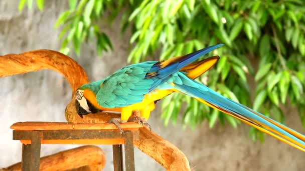Pájaro guacamayo en chiangmai Tailandia - Metraje, vídeo