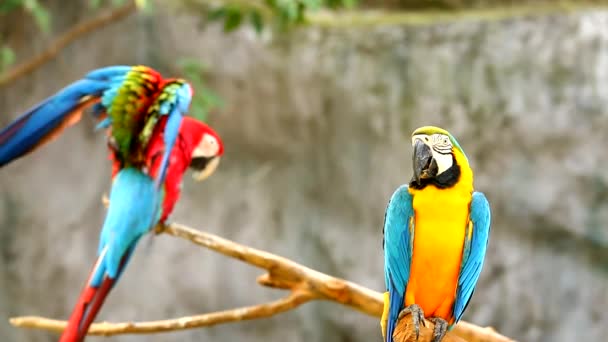 Ara uccelli in chiangmai Thailandia - Filmati, video