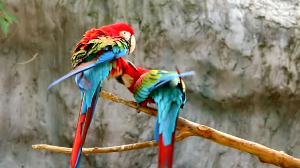 Ptaki Macaw w Chiangmai Tajlandii - Materiał filmowy, wideo