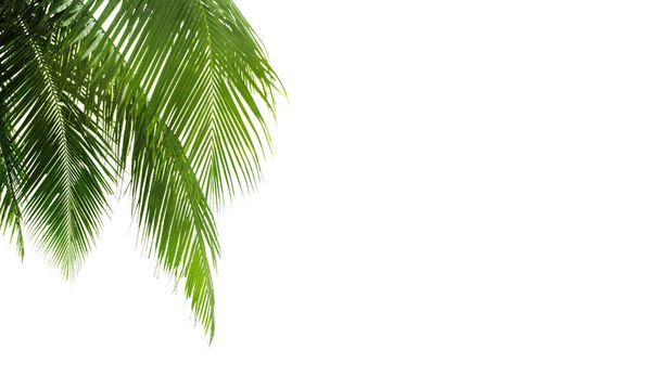 Foglie di palma verde sfondo bianco isolato primo piano, bordo angolo foglia di palma, cornice rami di palma, palma, bandiera fogliame tropicale, modello esotico, decorazione, elemento di design, spazio di copia testo vuoto - Foto, immagini