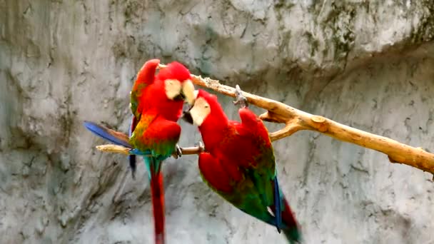 Macaw vogels in chiangmai Thailand - Video