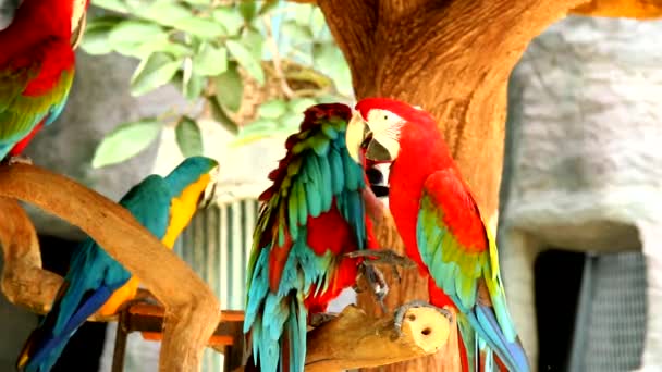 Птахи макао у Таїланді - Кадри, відео