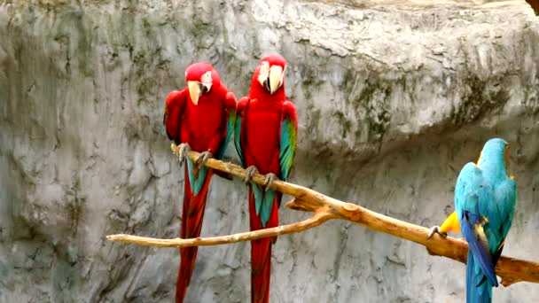 Chiangmai Tayland 'da Macaw kuşları - Video, Çekim