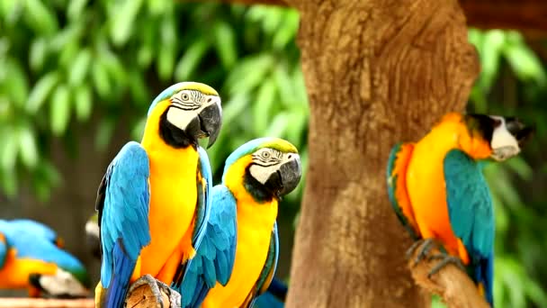 Птицы ара в Таиланде - Кадры, видео