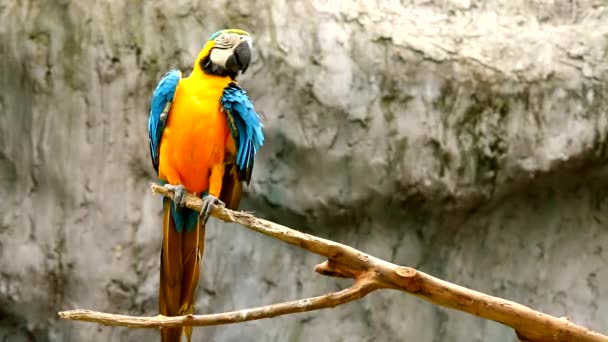 Ara-Vögel in Chiangmai Thailand - Filmmaterial, Video