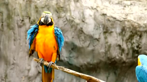 Ara uccelli in chiangmai Thailandia - Filmati, video