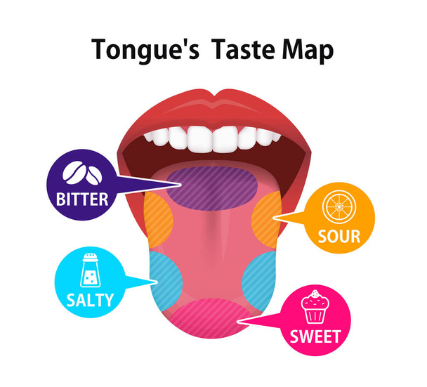 Zones de goût de la langue humaine illustration vectorielle - Vecteur, image