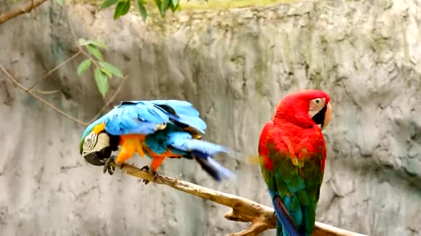 De cerca pájaro guacamayo en chiangmai Tailandia  - Metraje, vídeo