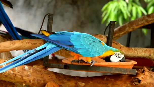 De cerca pájaro guacamayo en chiangmai Tailandia  - Imágenes, Vídeo