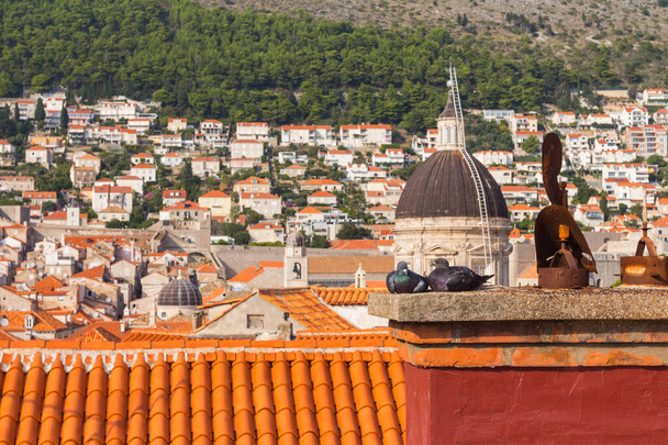 Due piccioni seduti su un camino nel centro storico di Dubrovnik. Croazia  - Foto, immagini