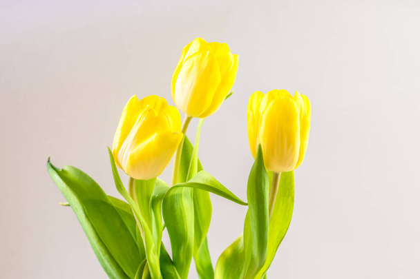 csokor sárga tulipán virágok fehér háttér - Fotó, kép