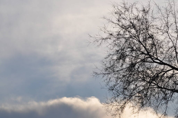 Schöne Bäume im Winter. Baumzweige vor blauem Himmel. Wolken hinter Ästen. - Foto, Bild