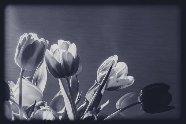 Siyah arkaplanda vazoyla süslenmiş siyah beyaz lale çiçekleri. - Fotoğraf, Görsel