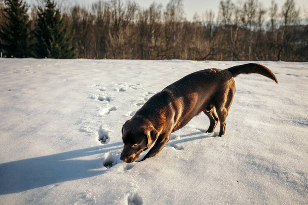 Um cão na neve um Labrador - Foto, Imagem