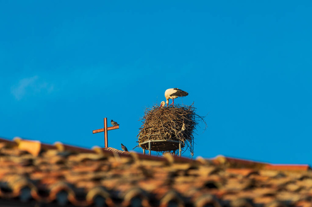 Пара аистов строит гнездо на крыше церкви. Солнечный день и голубое небо. - Фото, изображение