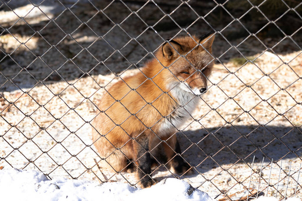 Mladá červená liška v zoologické zahradě za slunečného zimního dne se dívá na svobodu - Fotografie, Obrázek