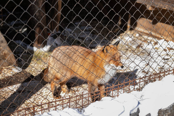 晴れた冬の日に動物園の囲いの中の若い赤いキツネは自由を見ています - 写真・画像