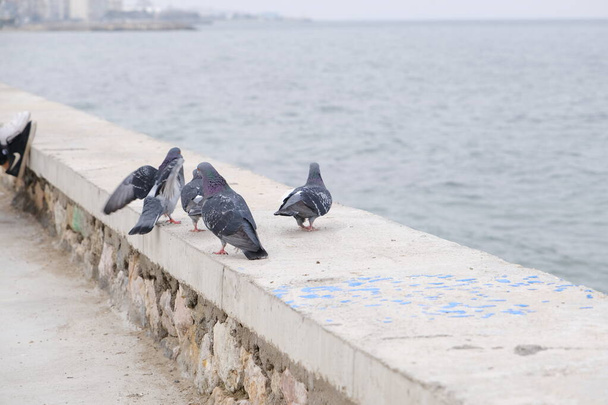 Groups piece of doves and pigeons. Gray feathers and colorful feathers on their necks. They are landing on a wall near the seaside and shore during overcast weather. - Photo, Image