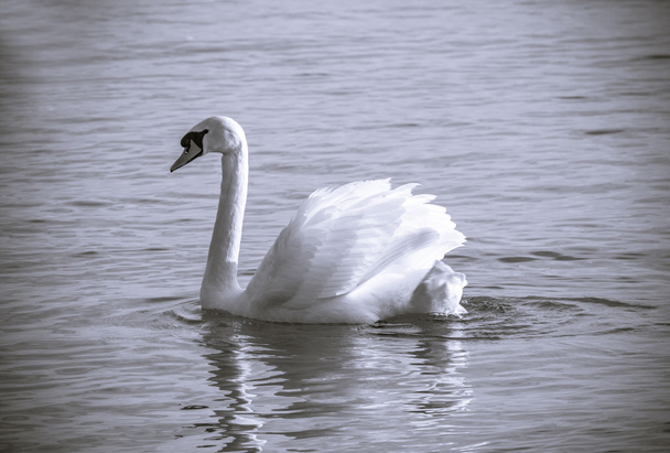 Swan - Photo, Image