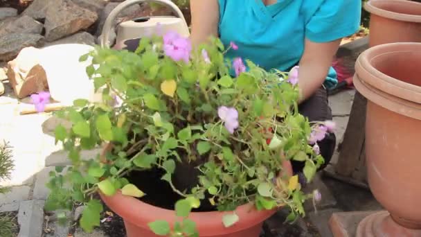en el jardín de verano, una hermosa niña planta un bálsamo derecho flor en una olla con tierra nutritiva - Imágenes, Vídeo