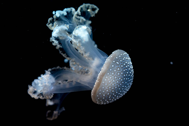 białe meduzy plamiste podwodne zbliżenie - Zdjęcie, obraz