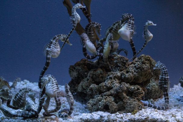 csikóhalak a víz alatt közeli portré - Fotó, kép