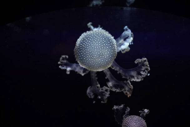 wit gevlekte kwallen onderwater van dichtbij - Foto, afbeelding
