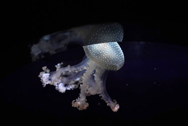 white spotted jellyfish underwater close up - Photo, Image