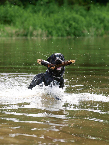 Ένα μαύρο σκυλί παίζει με ένα ραβδί στο νερό. - Φωτογραφία, εικόνα