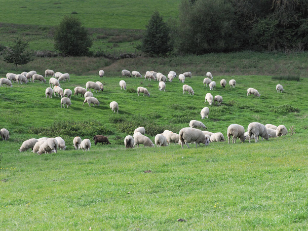 Een grote kudde schapen grazen op het platteland van Suffolk. - Foto, afbeelding