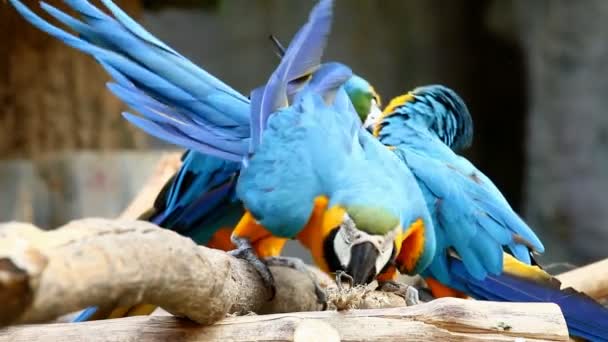 De cerca pájaro guacamayo en chiangmai Tailandia  - Imágenes, Vídeo