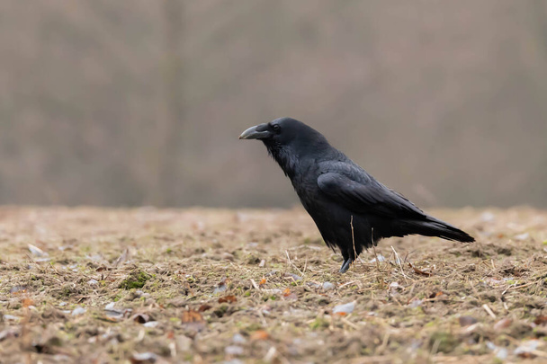 Czarny Kruk Corvus corax - Photo, Image