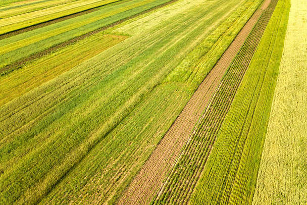 Sıcak, güneşli bir günde tohum ekme mevsiminden sonra taze bitki örtüsüyle ilkbaharda yeşil tarım arazilerinin havadan görünüşü. - Fotoğraf, Görsel