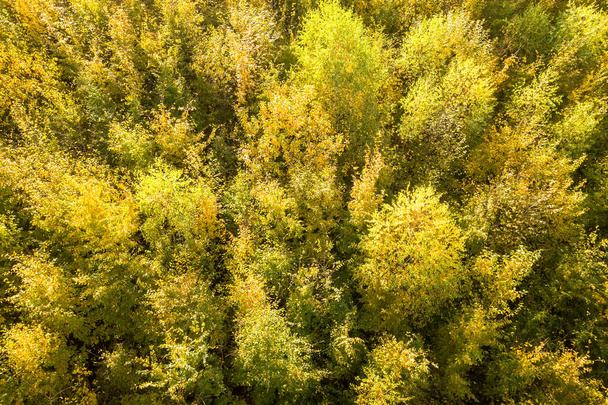 Górny widok z lotu ptaka na zielone i żółte daszki w jesiennym lesie z wieloma świeżymi drzewami. - Zdjęcie, obraz