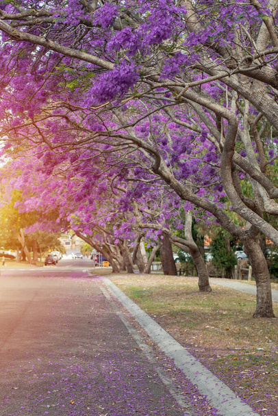 Jacaranda strom v plném květu s krásnými fialovými květy - Fotografie, Obrázek