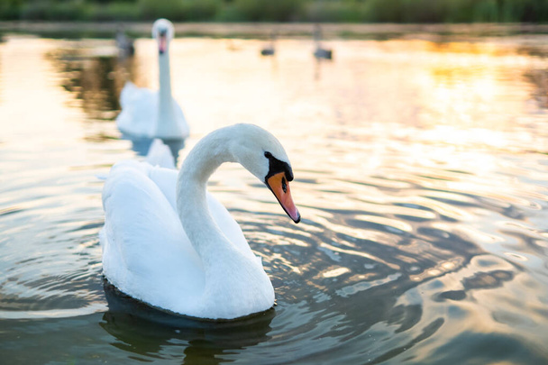 White beautiful swans swimming on lake water in summer. - Photo, Image