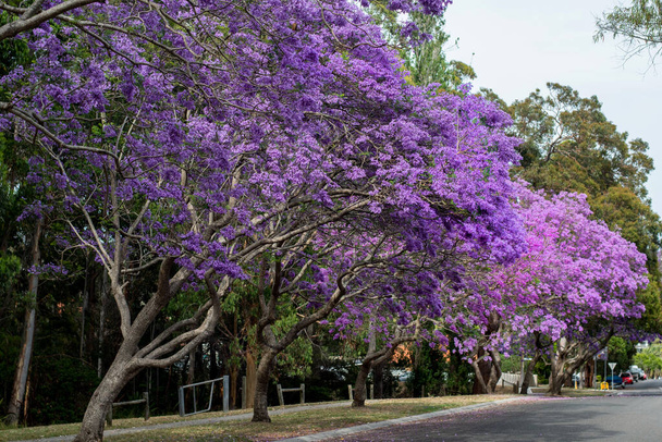 Jakaranda drzewo w pełnym rozkwicie z pięknymi purpurowymi kwiatami - Zdjęcie, obraz