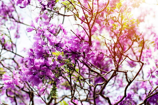 Jakaranda drzewo w pełnym rozkwicie z pięknymi purpurowymi kwiatami - Zdjęcie, obraz