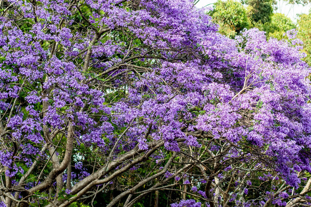 Albero di Jacaranda in piena fioritura con bellissimi fiori viola - Foto, immagini
