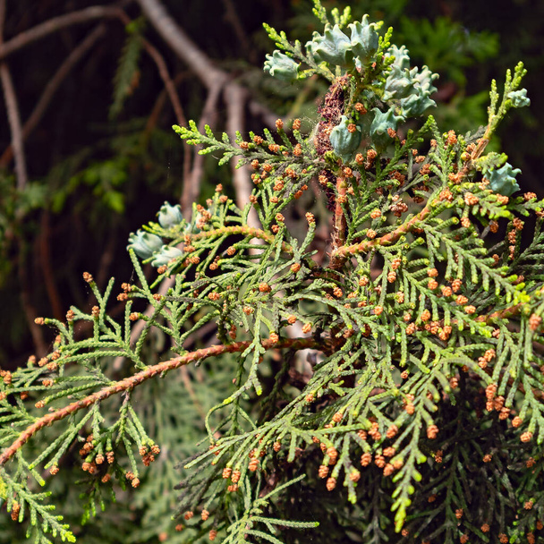Der Zweig einer Zypresse ist mit Zapfen und reifen Früchten übersät, die von der strahlenden Sonne erleuchtet werden. Vor leicht verschwommenem Hintergrund fotografiert  - Foto, Bild