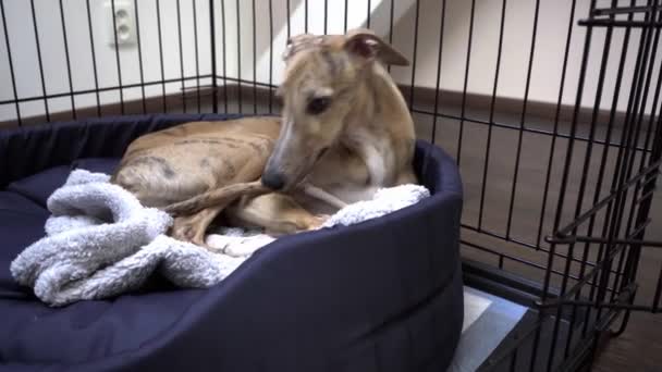 Σκύλος Whippet που βρίσκεται στο κακό στο κλουβί - Πλάνα, βίντεο