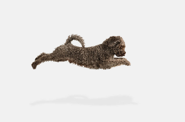 Cute funny big Lagotto romagnolo dog posing isolated over white background. - Photo, Image